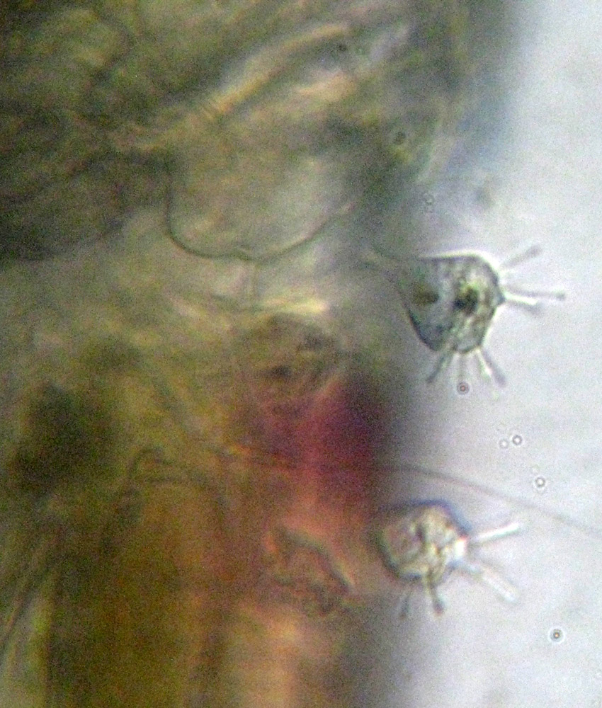 Acineta corophii su copepode